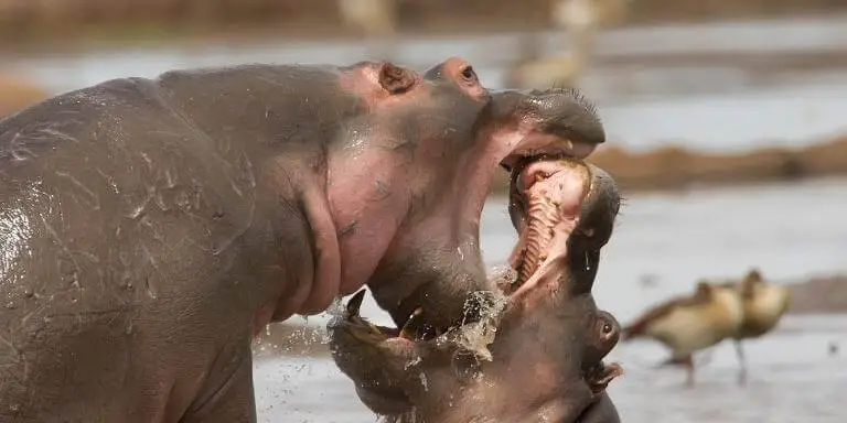 Two hippos fight to death