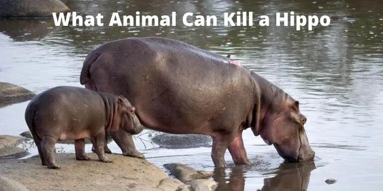 What Animal Can Kill a Hippo