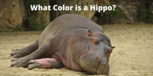 What Color is a Hippo? Learn True Facts