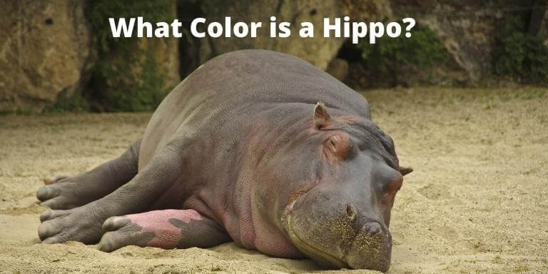 What Color is a Hippo