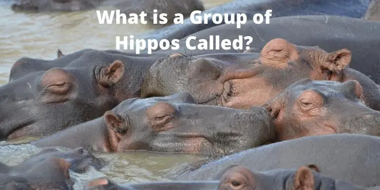 What is a Group of Hippos Called