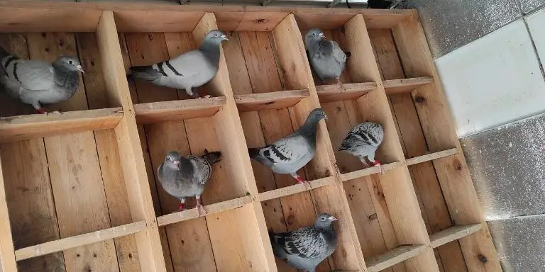 pigeon-loft-inside-view