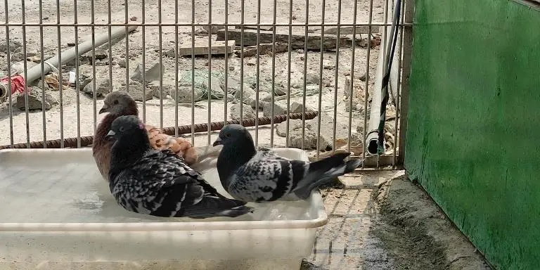 pigeons-are-enjoying-water