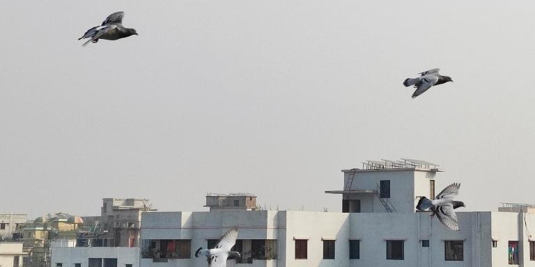 pigeons-are-flying