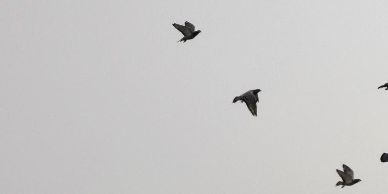 pigeons-fly