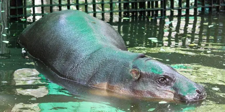 pygmy hippo at zoo