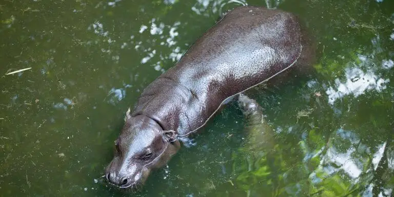 pygmy hippo swimming with baby