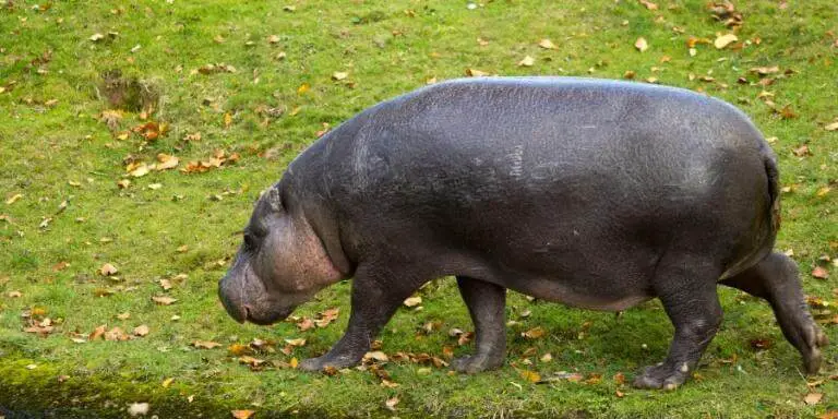 pygmy hippo walking on grass