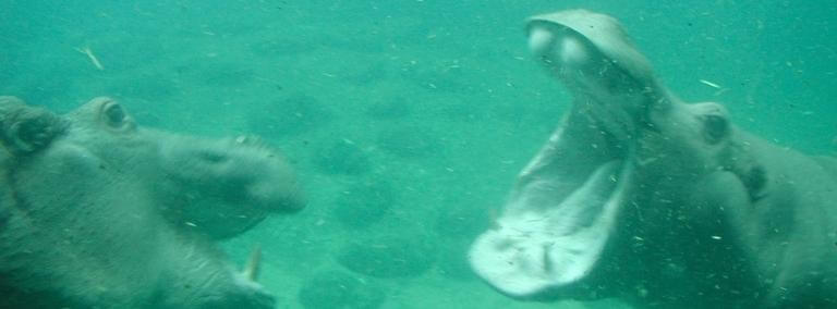 two hippopotamuses underwater