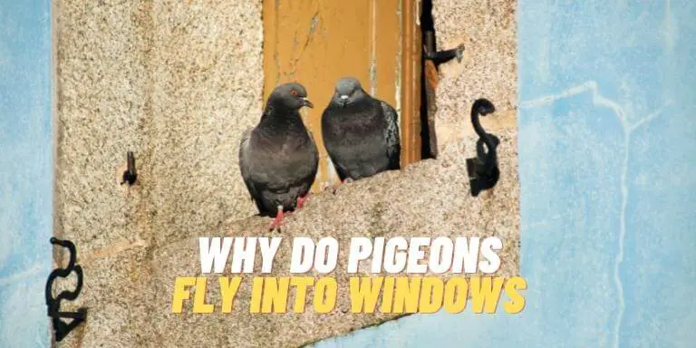 why-do-pigeons-fly-into-windows