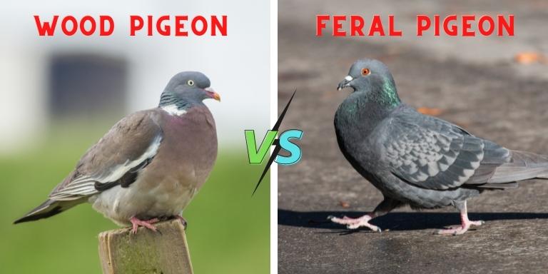 wood-pigeon-vs-feral-pigeon