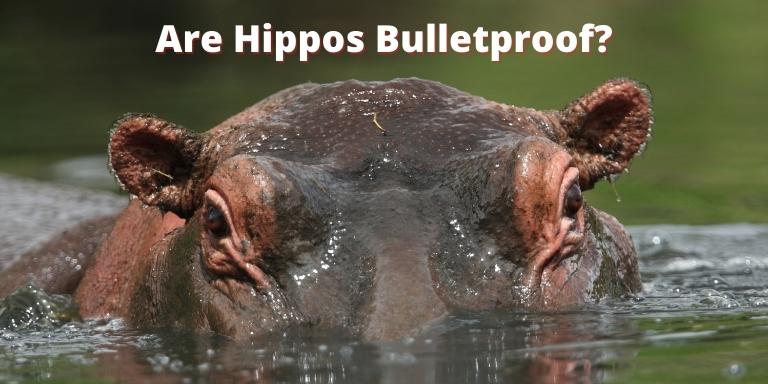 Are Hippos Bulletproof