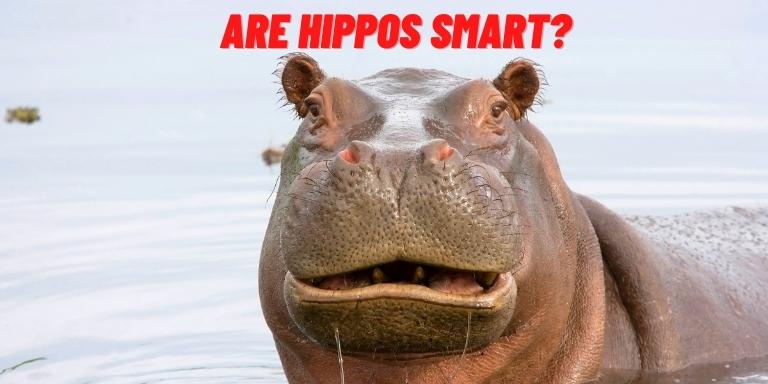 Are Hippos Smart