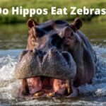 Do Hippos Eat Zebras