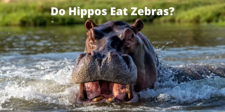 Do Hippos Eat Zebras