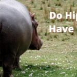 Do Hippos Have Tails
