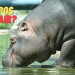 Do hippos have hair