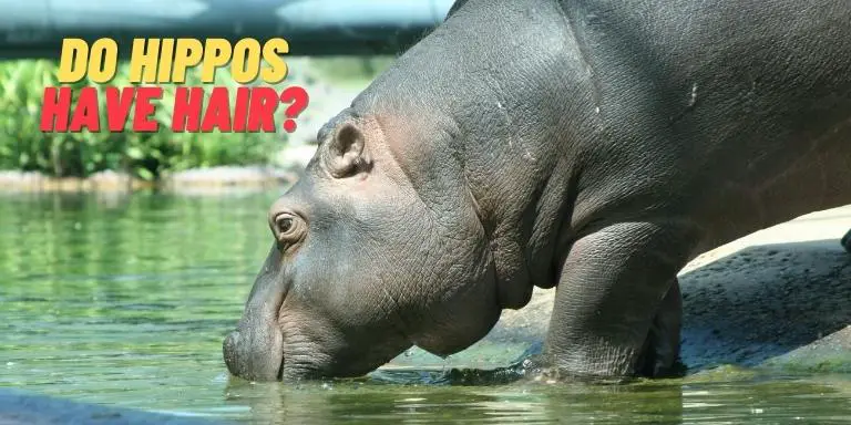 Do hippos have hair