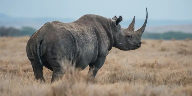 Giant african black rhino