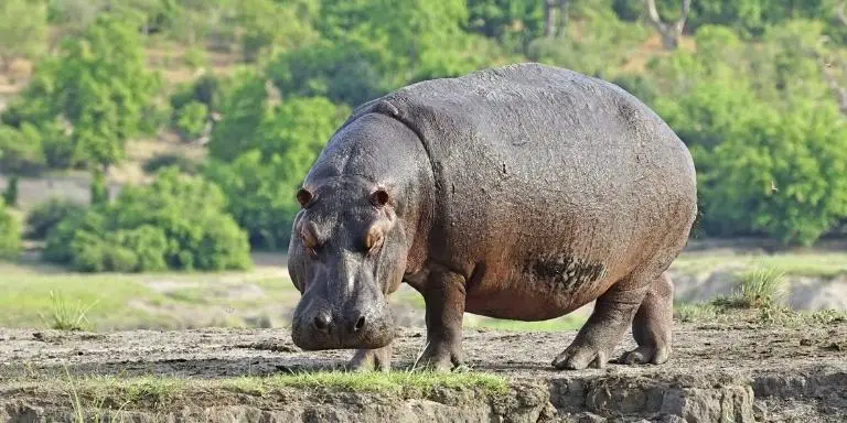Hairless hippo body