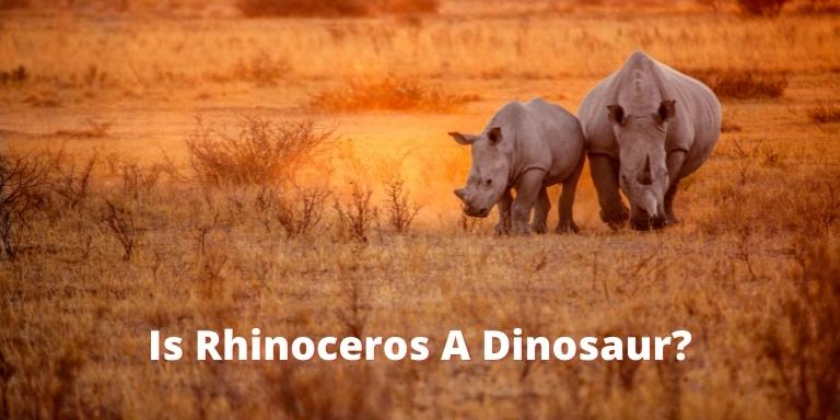 Is Rhinoceros A Dinosaur