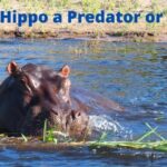 Is a Hippo a Predator