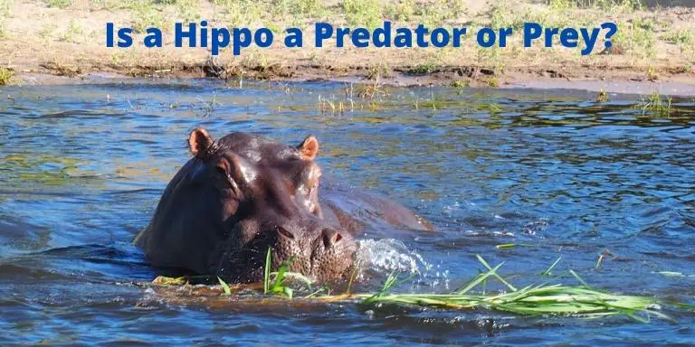 Is a Hippo a Predator