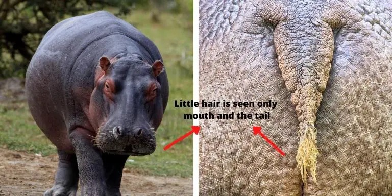 Little hair is only seen on the mouth and tail of the hippo's body.