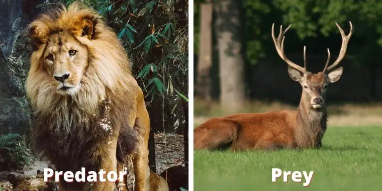 Predator vs prey