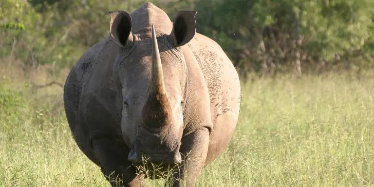 Rhinoceros front view
