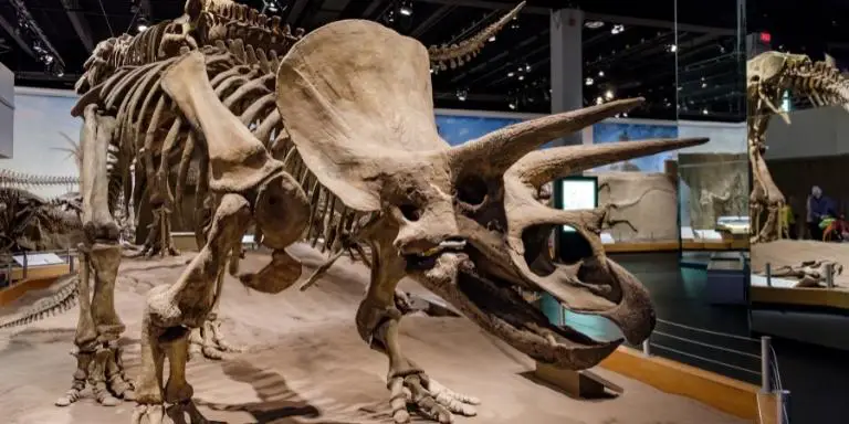 Skeleton of triceratops