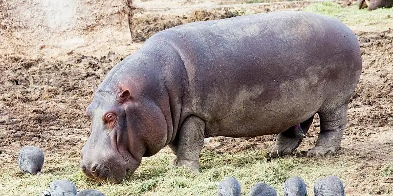 The hippo is eating grass at the zoo