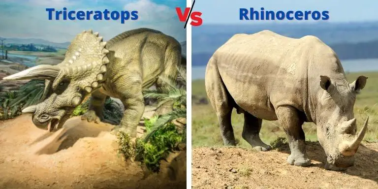 Triceratops vs rhino