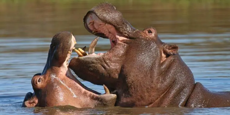 Two hippos are enjoying in water