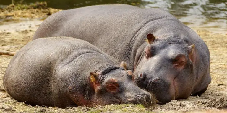 Two hippos are lying on the river bank