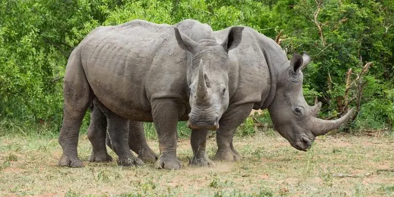 Two rhinos are walking together