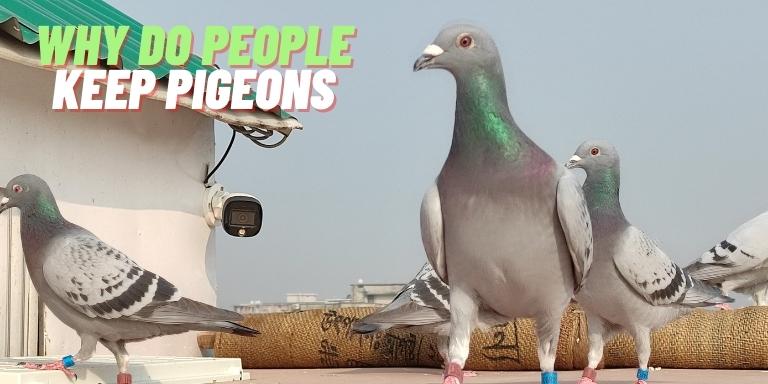 Why-Do-People-Keep-Pigeons