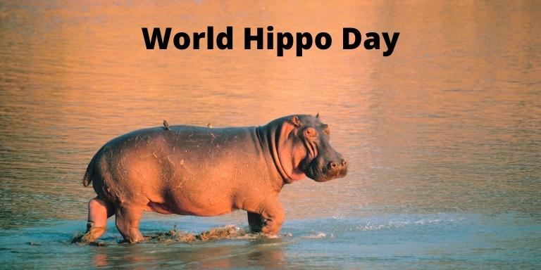 World Hippo Day