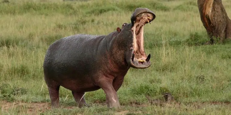 are hippos friendly