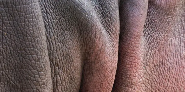 detail hippo skin view