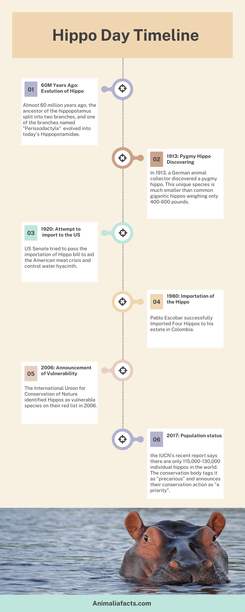 hippo day timeline- infographics