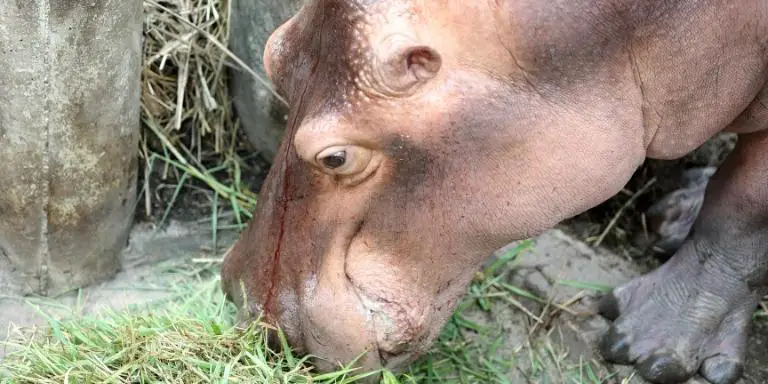 hippo eats grass