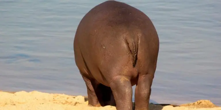 hippo tail