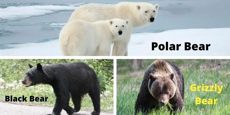 3 Types of bears- polar, black, and grizzly bear