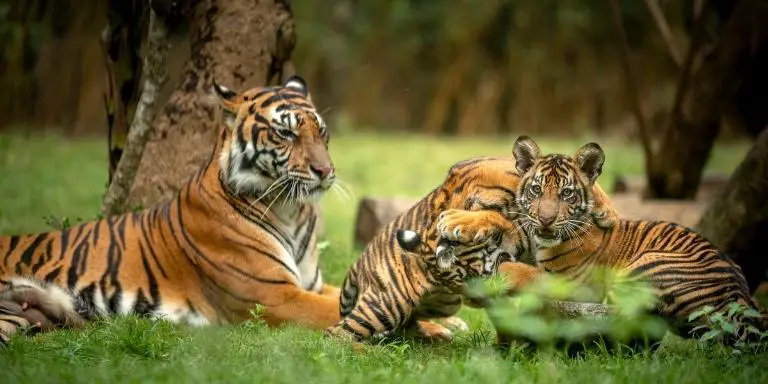 A Tiger family