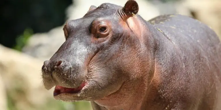 A cute hippo