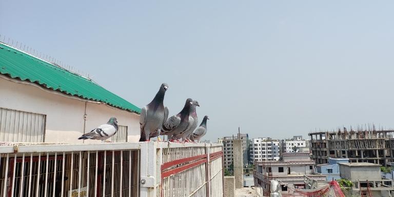 A-pair-of-pigeons-on-our-rooftop