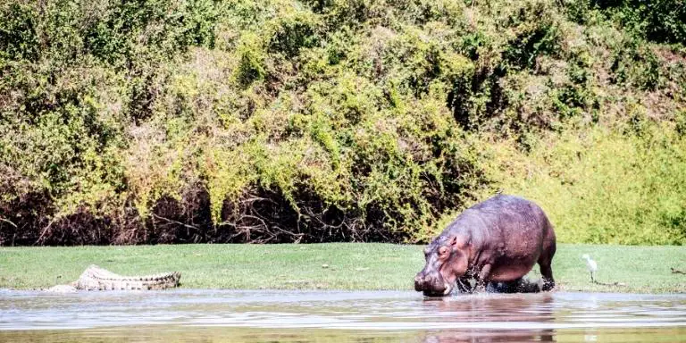 Angry hippo and crocodile face to face in the river.
