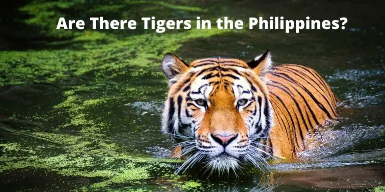 Are There Tigers in the Philippines