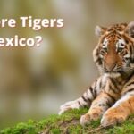 Are there Tigers in Mexico